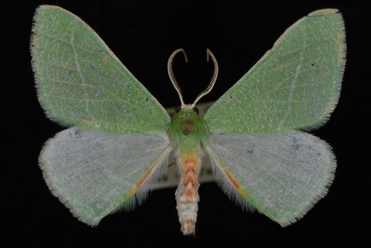 Image of <i>Chlorosea roseitacta</i> Prout 1912
