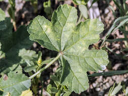 <i>Malva <i>sylvestris</i></i> subsp. sylvestris的圖片