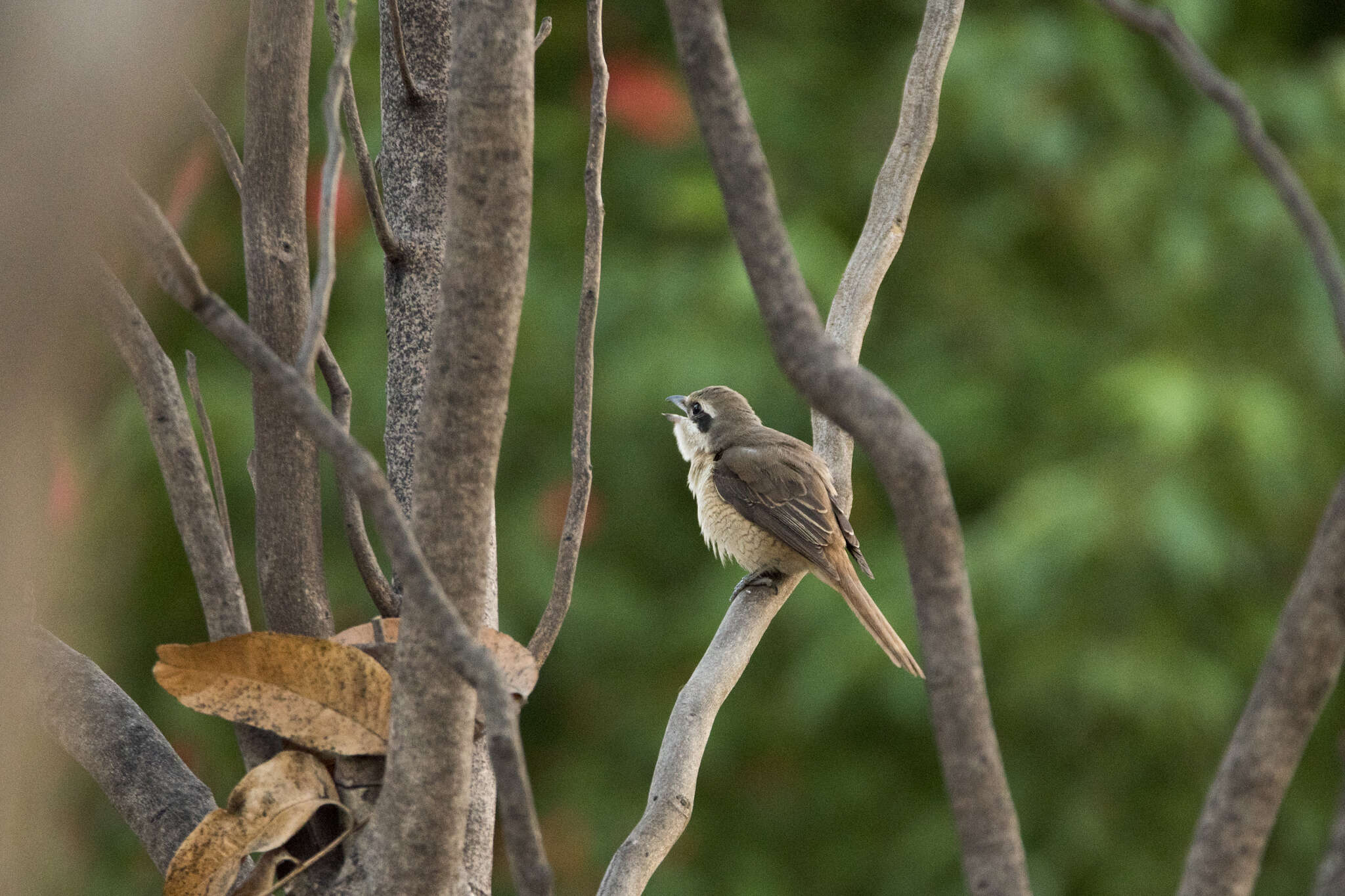 Lanius cristatus lucionensis Linnaeus 1766 resmi