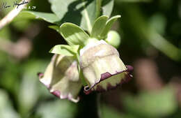 Codonopsis lanceolata (Siebold & Zucc.) Benth. & Hook. fil. ex Trautv. resmi