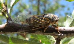 Image of Cicadatra platyptera Fieber 1876