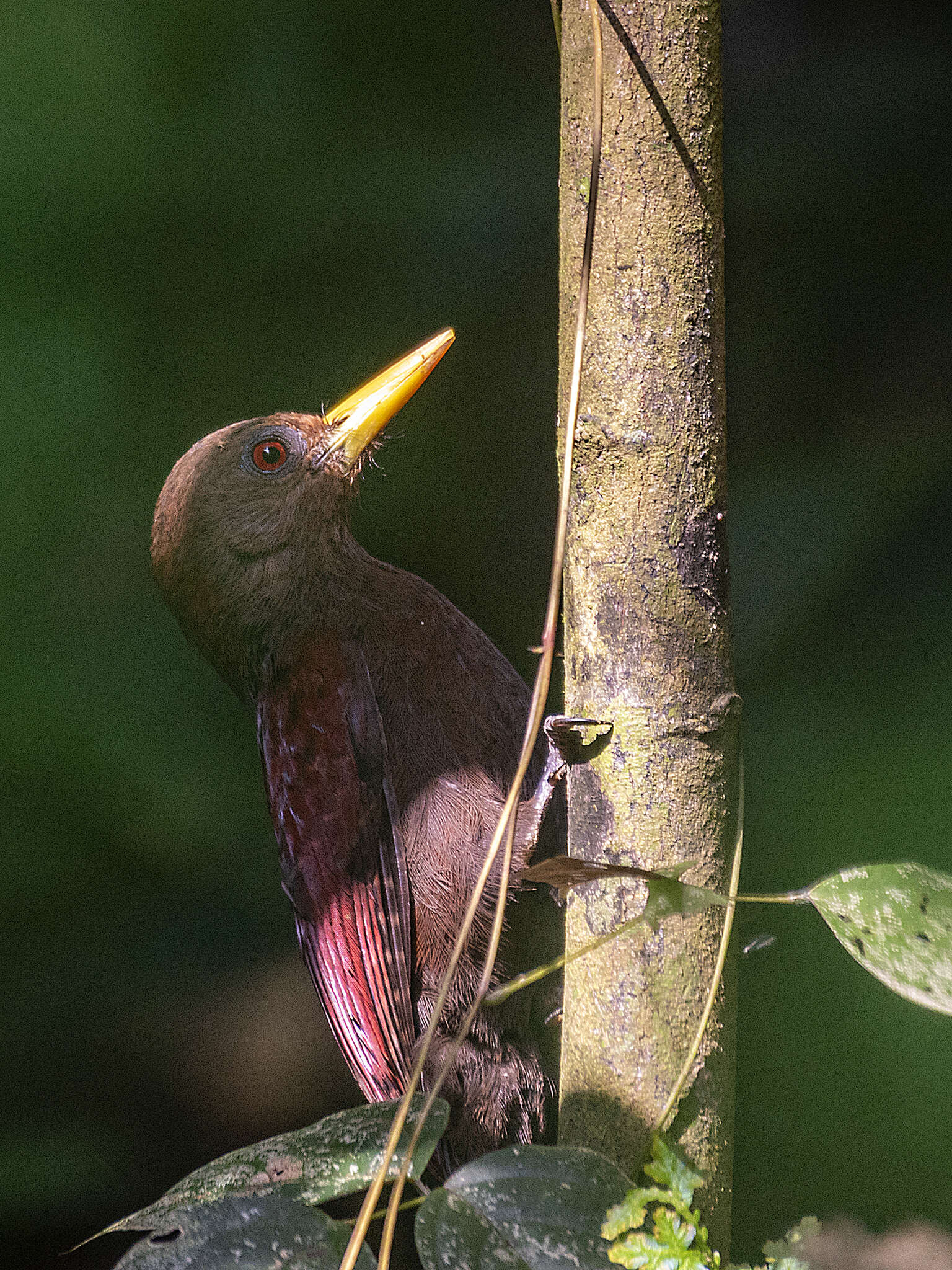 Image of Maroon Woodpecker
