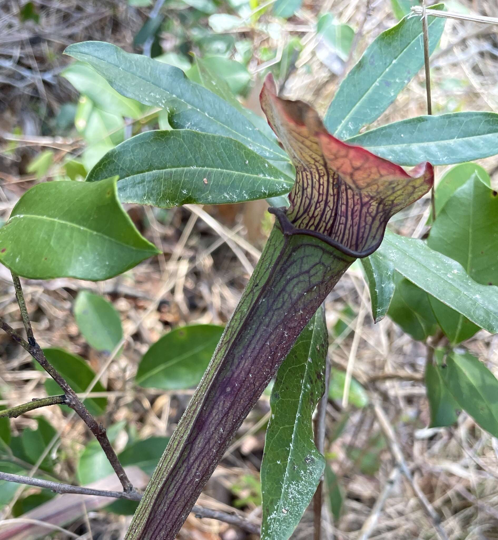 Image of sweet pitcherplant