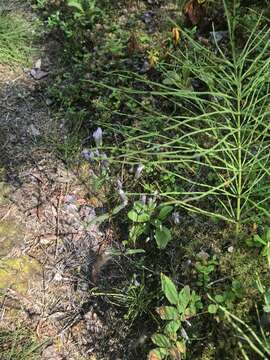 Image of Four-Part Dwarf-Gentian