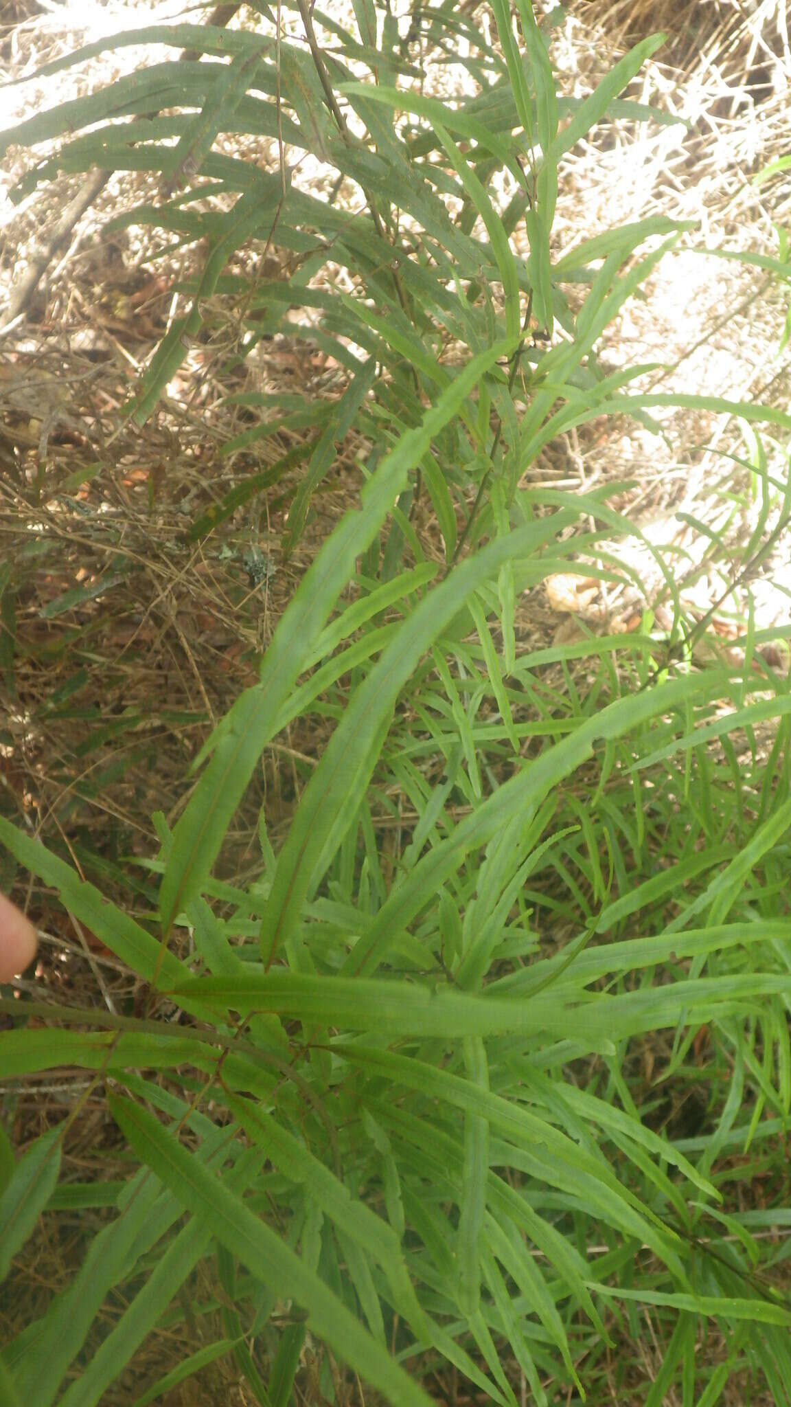 Sivun Pteris elongatiloba Bonap. kuva