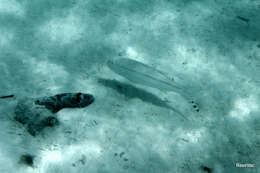 Image of Band-tail goatfish