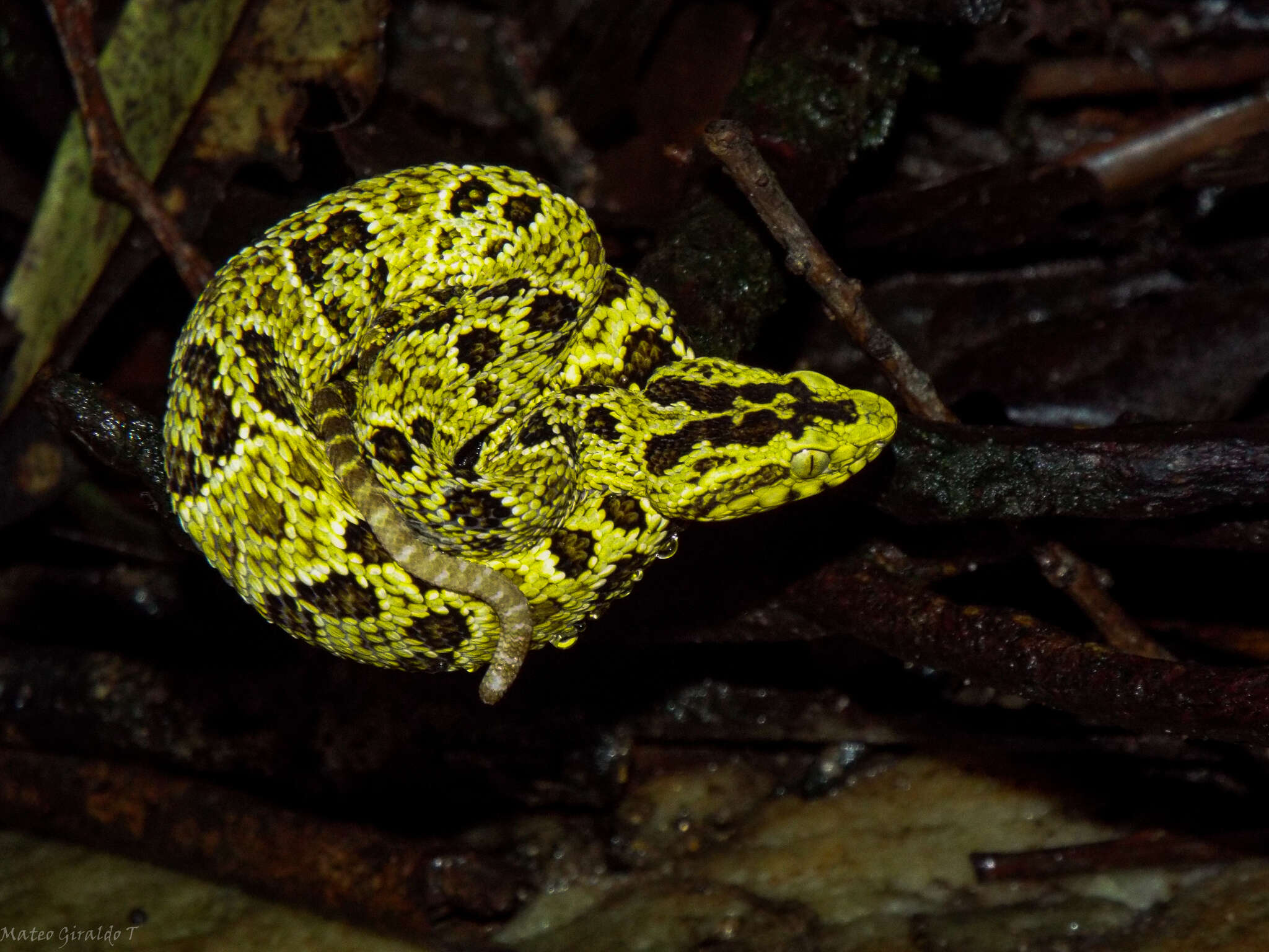 Image of Chocoan Forest Pit Viper