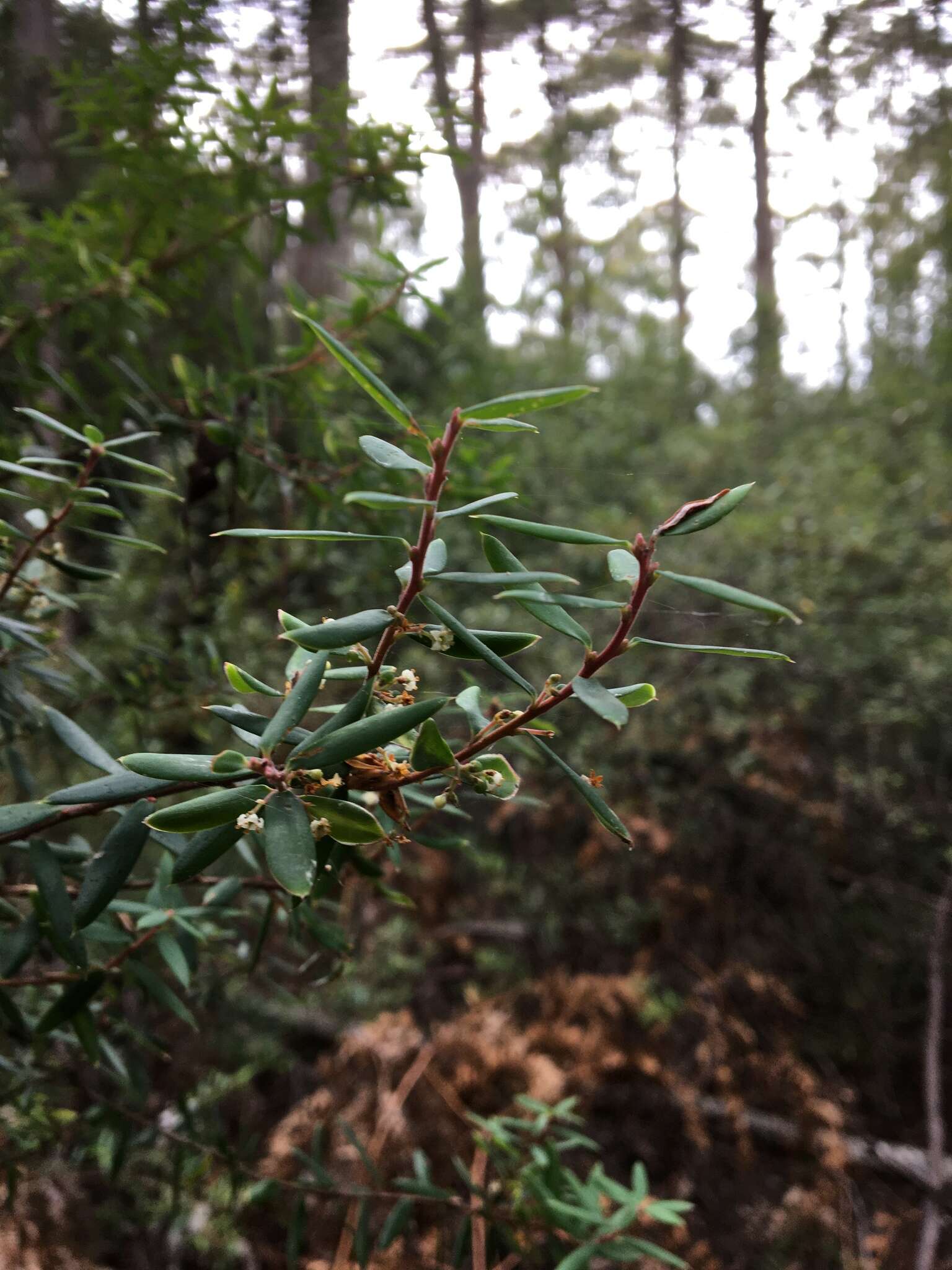 Image of Monotoca glauca (Labill.) Druce