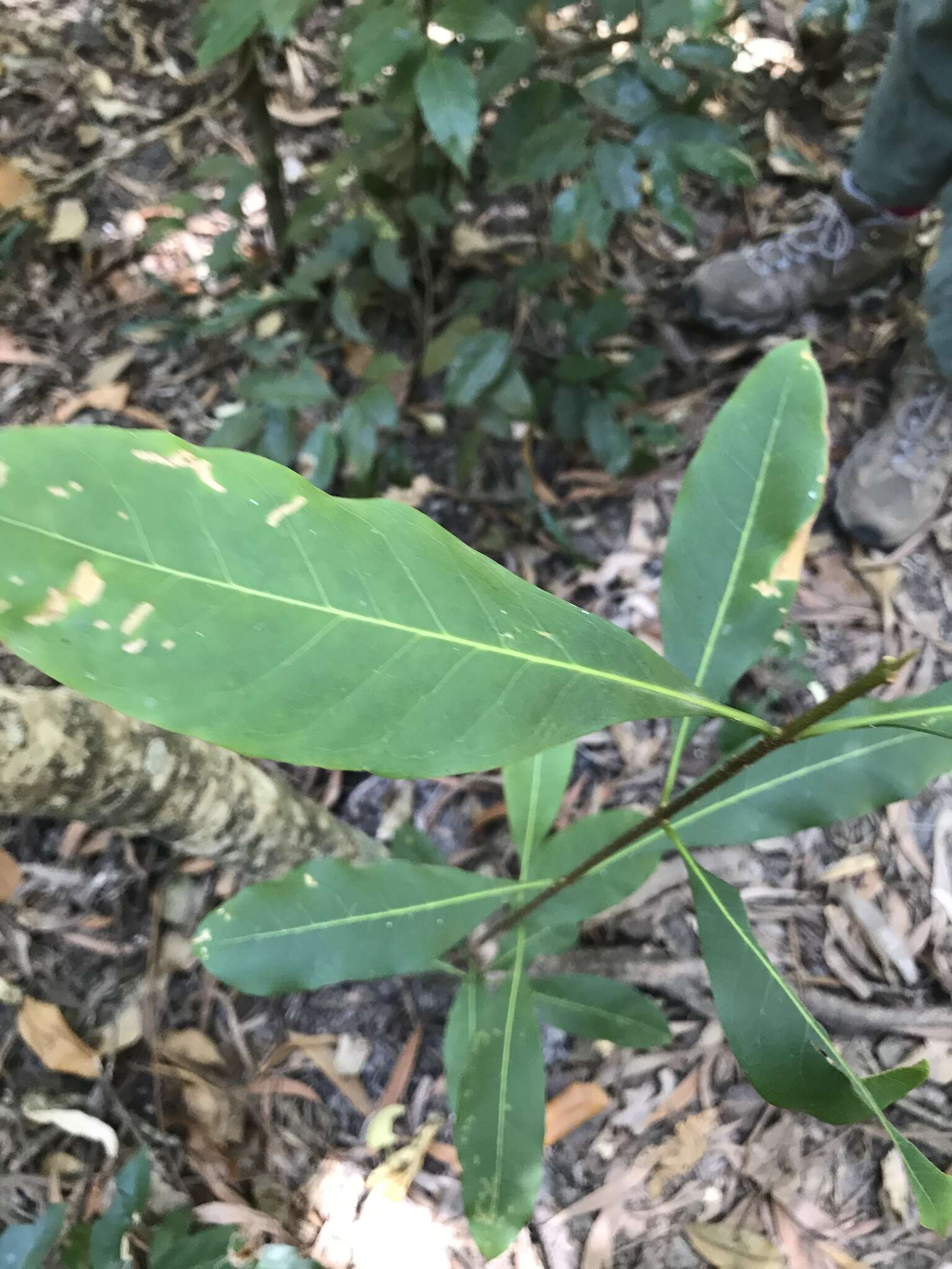 Image of Chionanthus ramiflorus var. ramiflorus