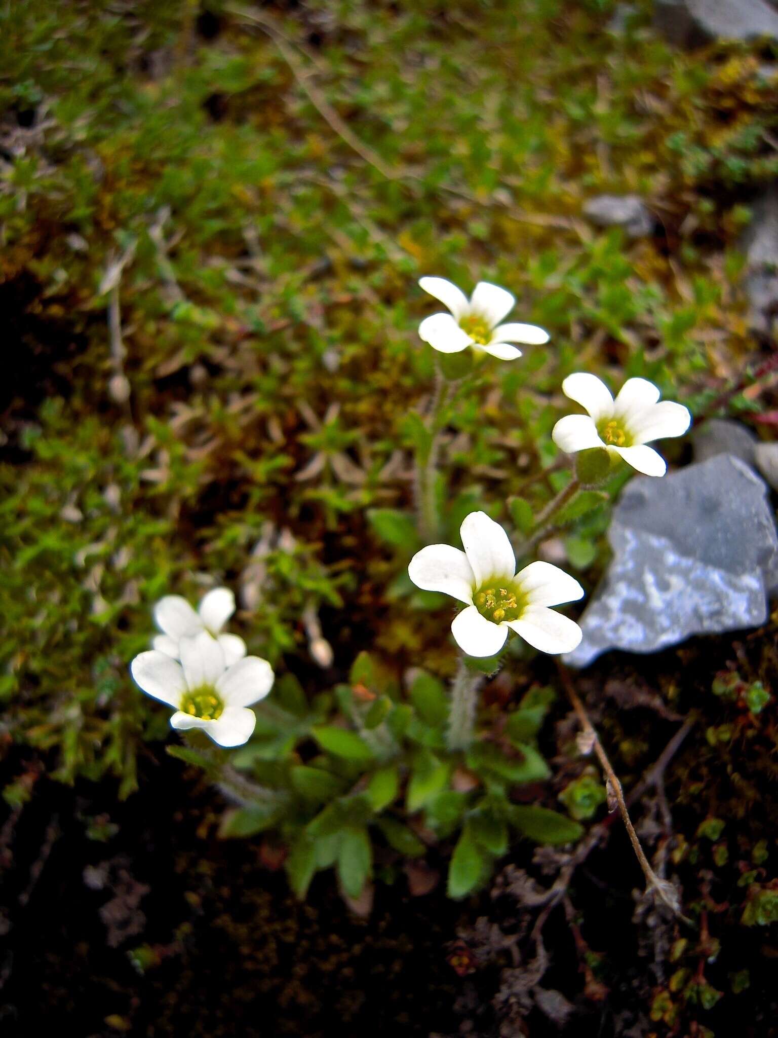 Plancia ëd Saxifraga androsacea L.