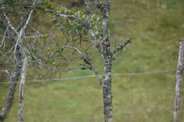 Image of White-throated Tyrannulet