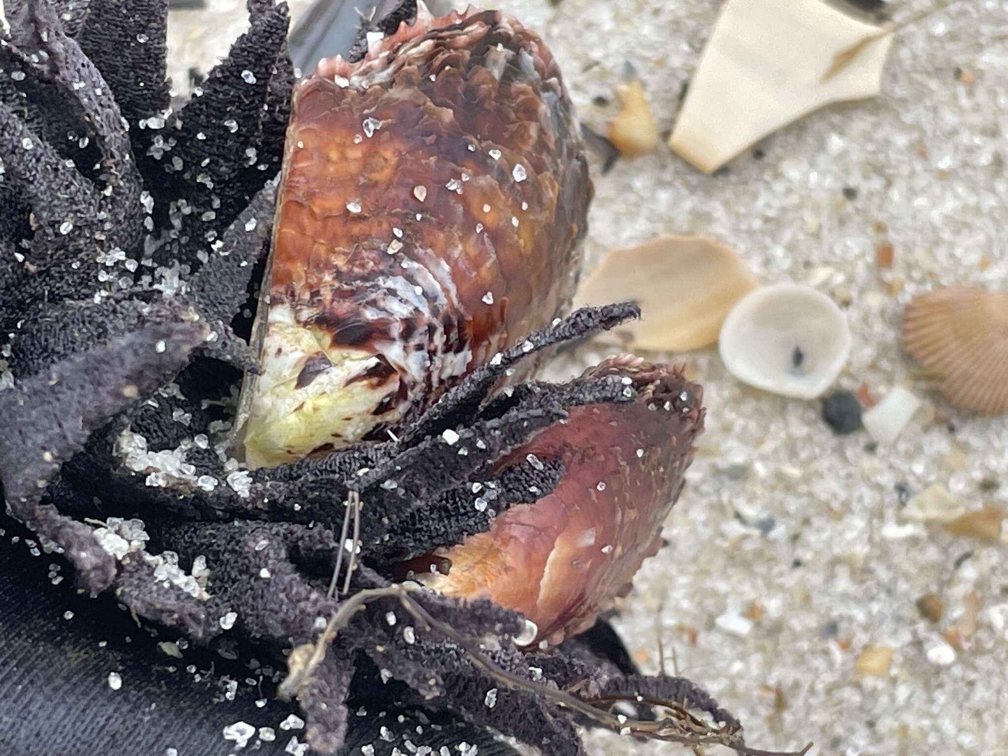 Image of Atlantic pearl-oyster