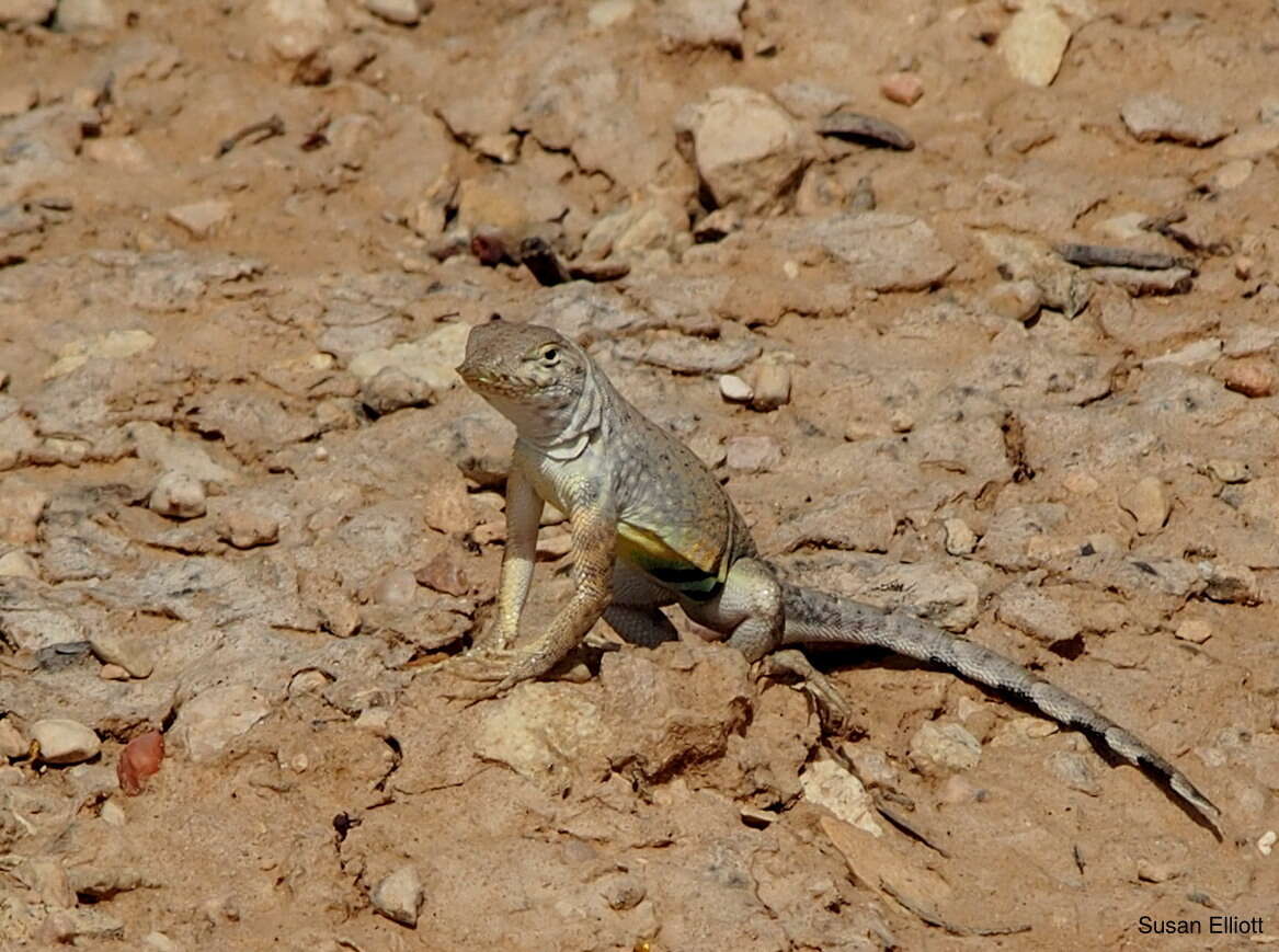 Image de Cophosaurus texanus texanus Troschel 1850