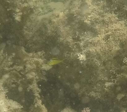 Image of Bicolor fangblenny