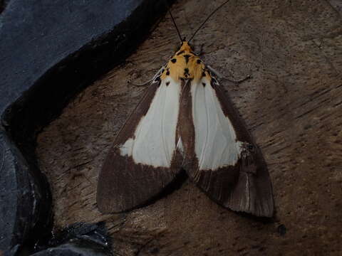 Asota albiformis Swinhoe 1892 resmi