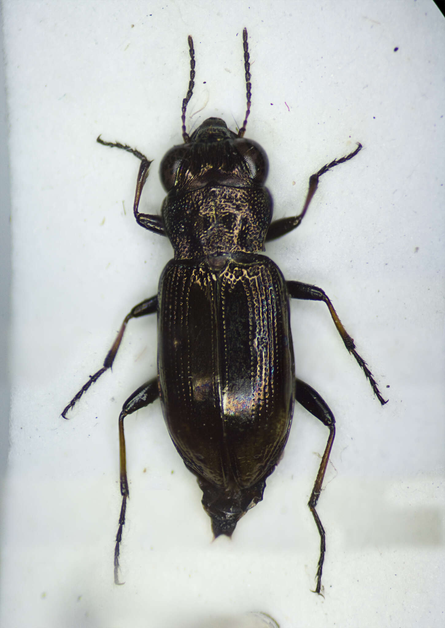 Image of Big-Eyed Bronze Beetle