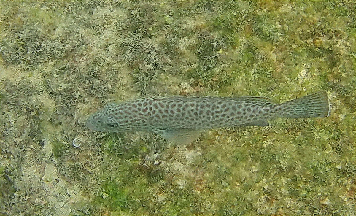 Imagem de Epinephelus analogus Gill 1863