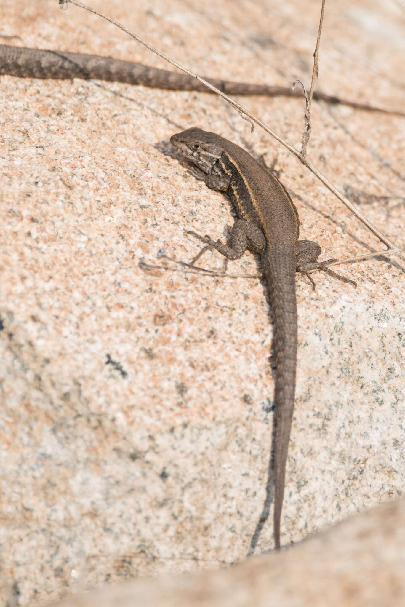 Image of Brown Tree Iguana