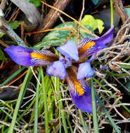 Image of Iris unguicularis subsp. cretensis (Janka) A. P. Davis & Jury