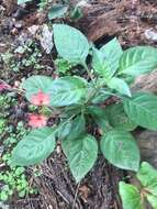 Image of Firecracker-flower