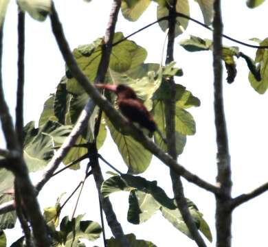 Image of Chestnut Jacamar