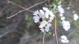 Image of Eriocephalus africanus var. paniculatus (Cass.) M. A. N. Müll.