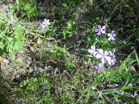 Imagem de Phlox pilosa L.