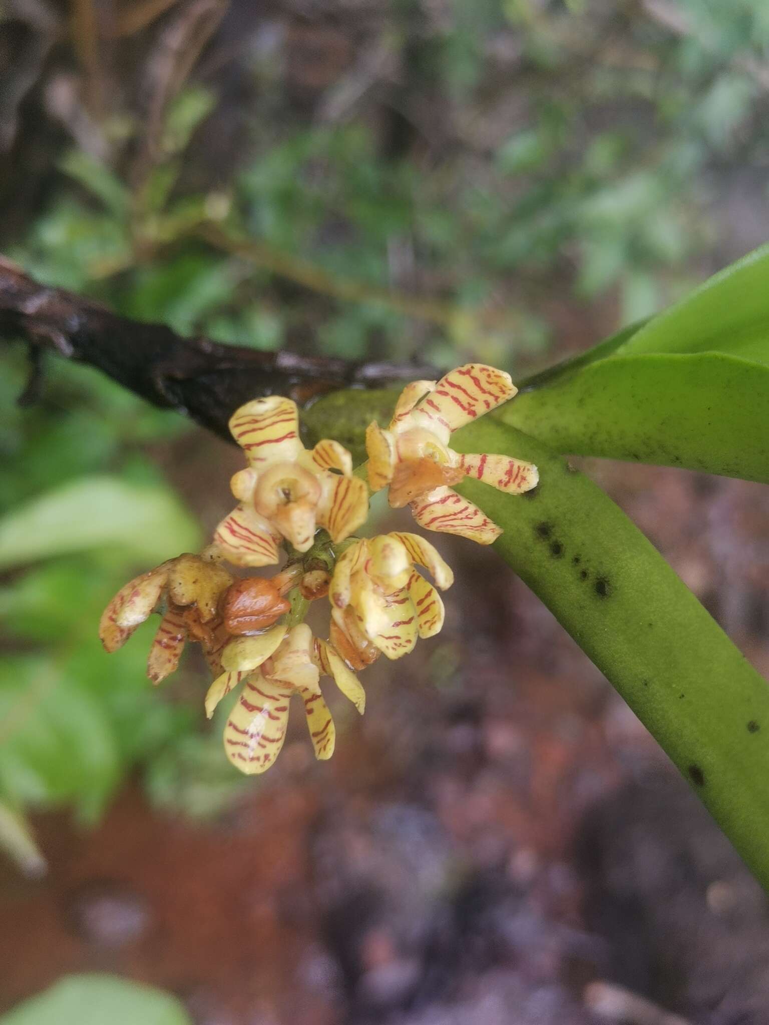 Image of Acampe praemorsa (Roxb.) Blatt. & McCann