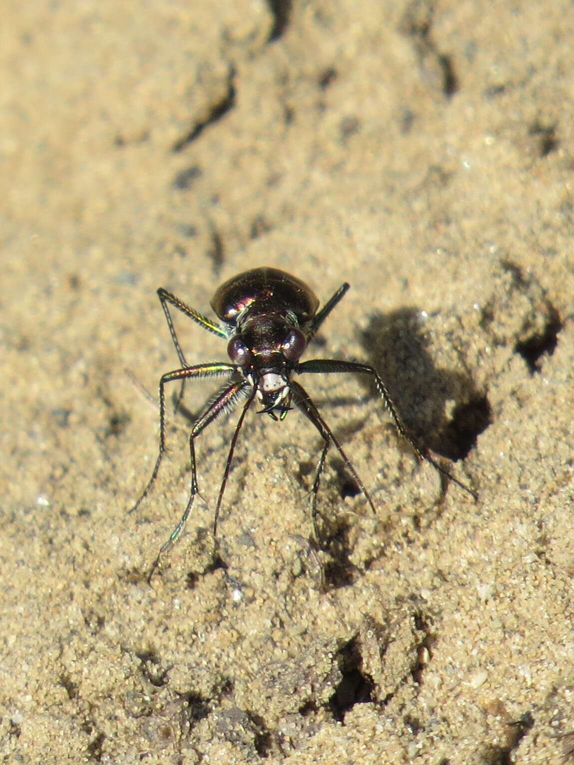 Plancia ëd Cicindela (Cicindelidia) punctulata punctulata A. G. Olivier 1790