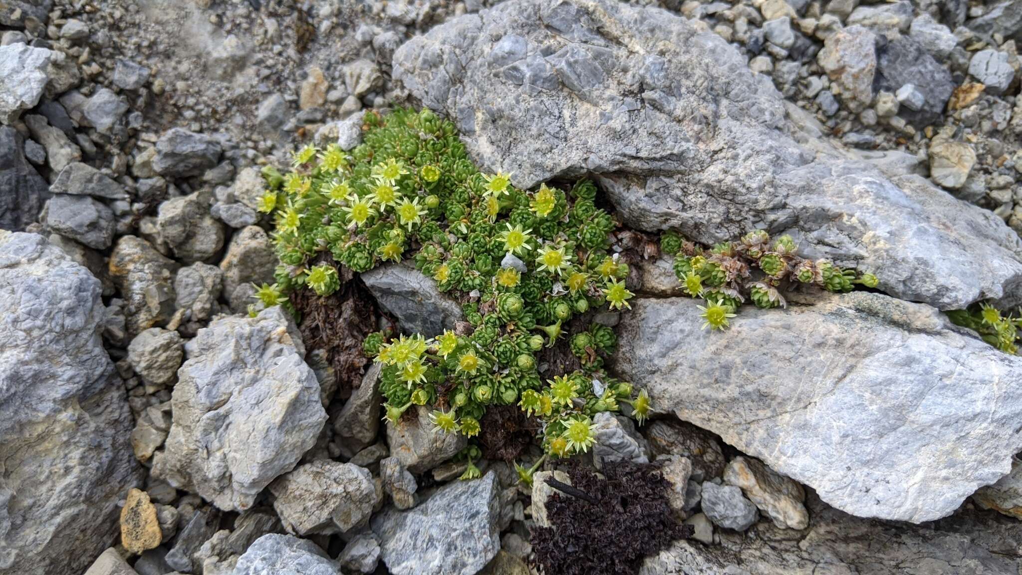 Sivun Saxifraga aphylla Sternb. kuva