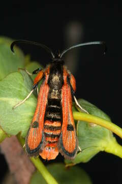 Image de Chamaesphecia anthraciformis Rambur 1832