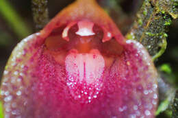 Imagem de Masdevallia angulata Rchb. fil.