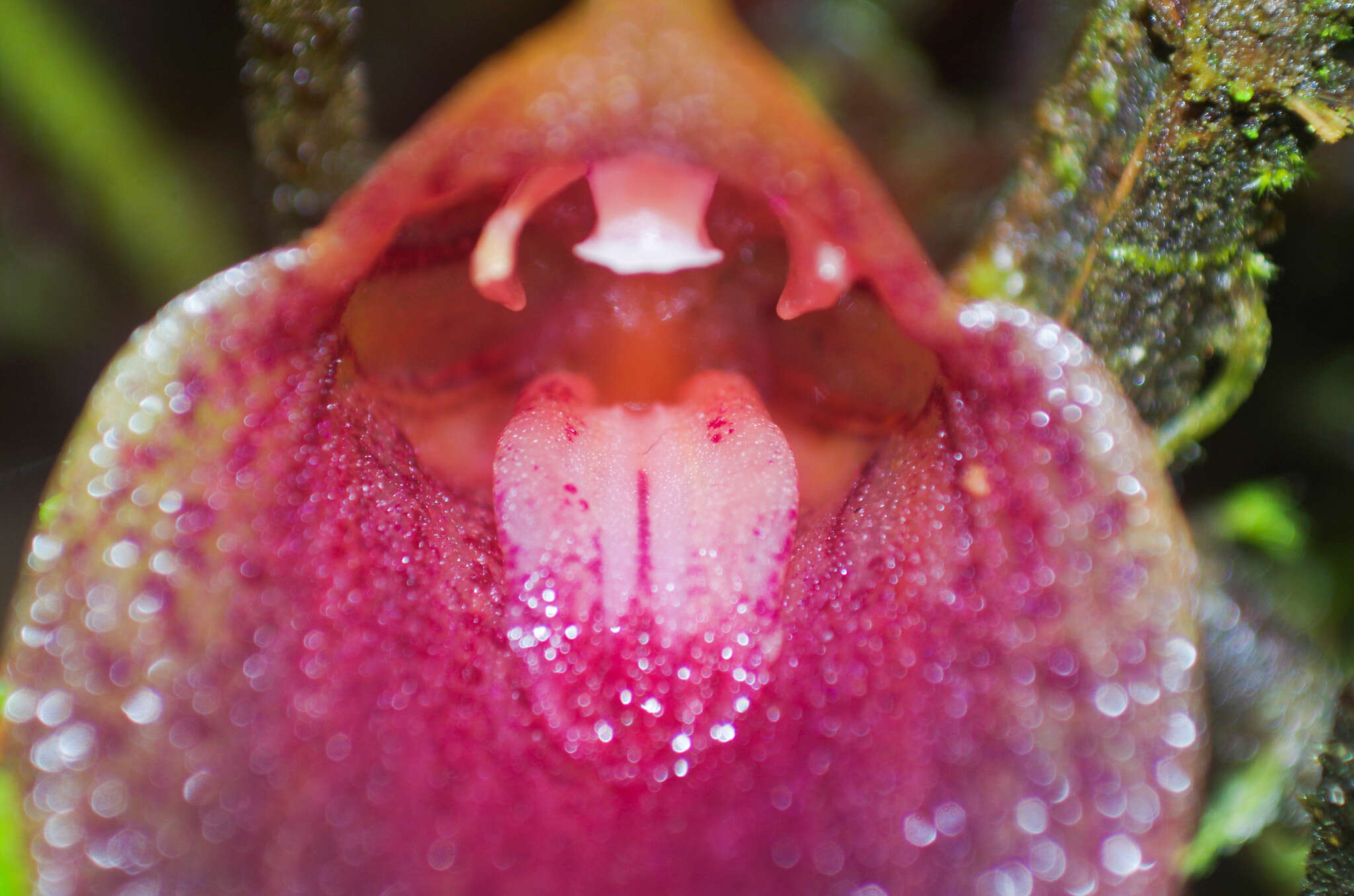 Imagem de Masdevallia angulata Rchb. fil.