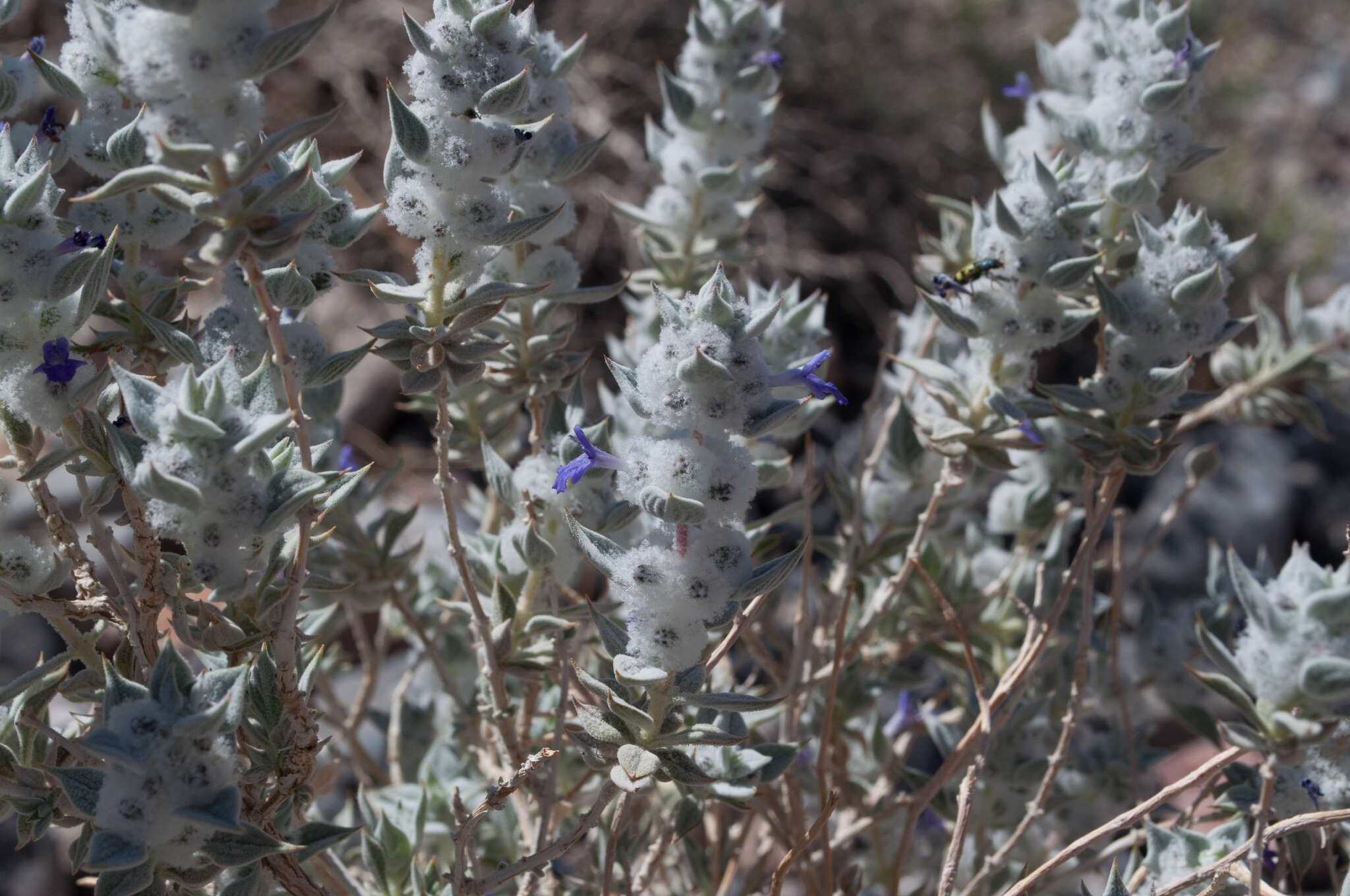 Imagem de Salvia funerea M. E. Jones