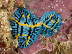 Image of Aldisa andersoni Gosliner & Behrens 2004