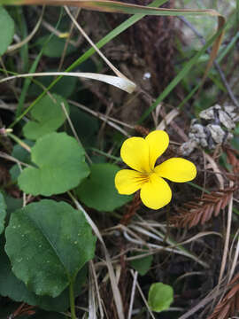 Image of Evergreen Violet