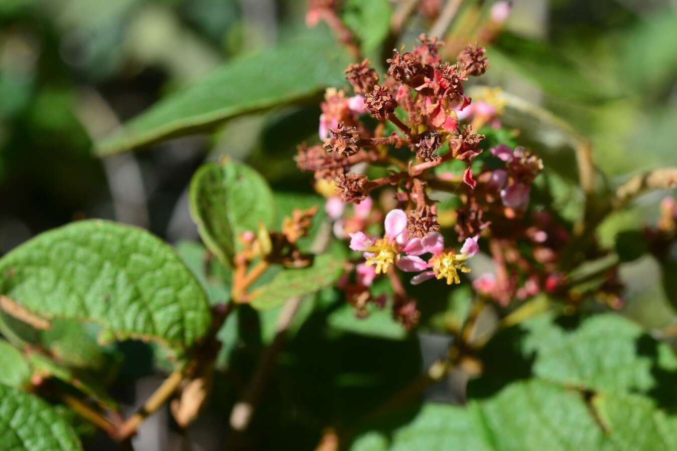 Plancia ëd Heteropterys brachiata (L.) DC.