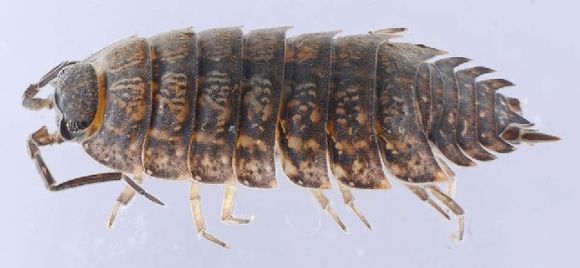 Image of Porcellio