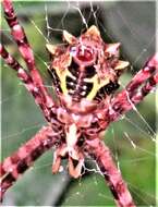 Image of Argiope levii Bjørn 1997