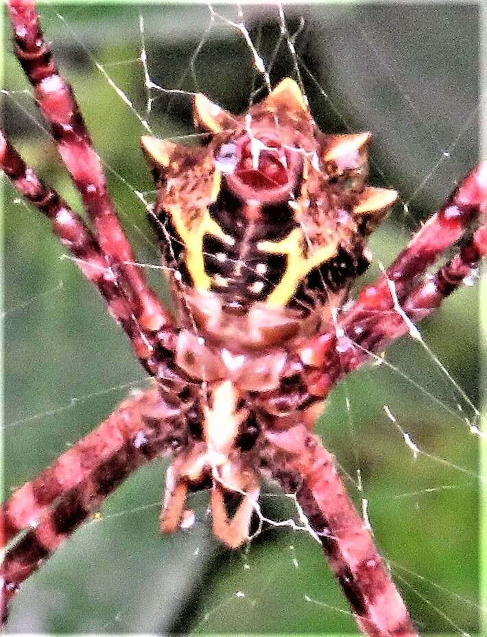 Image of Argiope levii Bjørn 1997