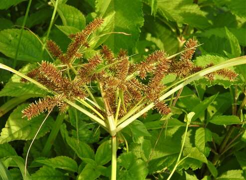 Imagem de Cyperus erythrorhizos Muhl.