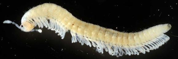 Image of Anthogonidae