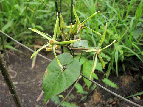 Gonolobus cteniophorus (Blake) R. E. Woodson的圖片