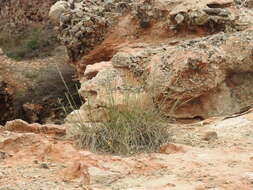 Image de Elymus athericus (Link) Kerguélen