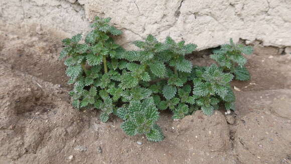 Image de Urtica echinata Benth.