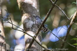 Image of Scaled Antbird