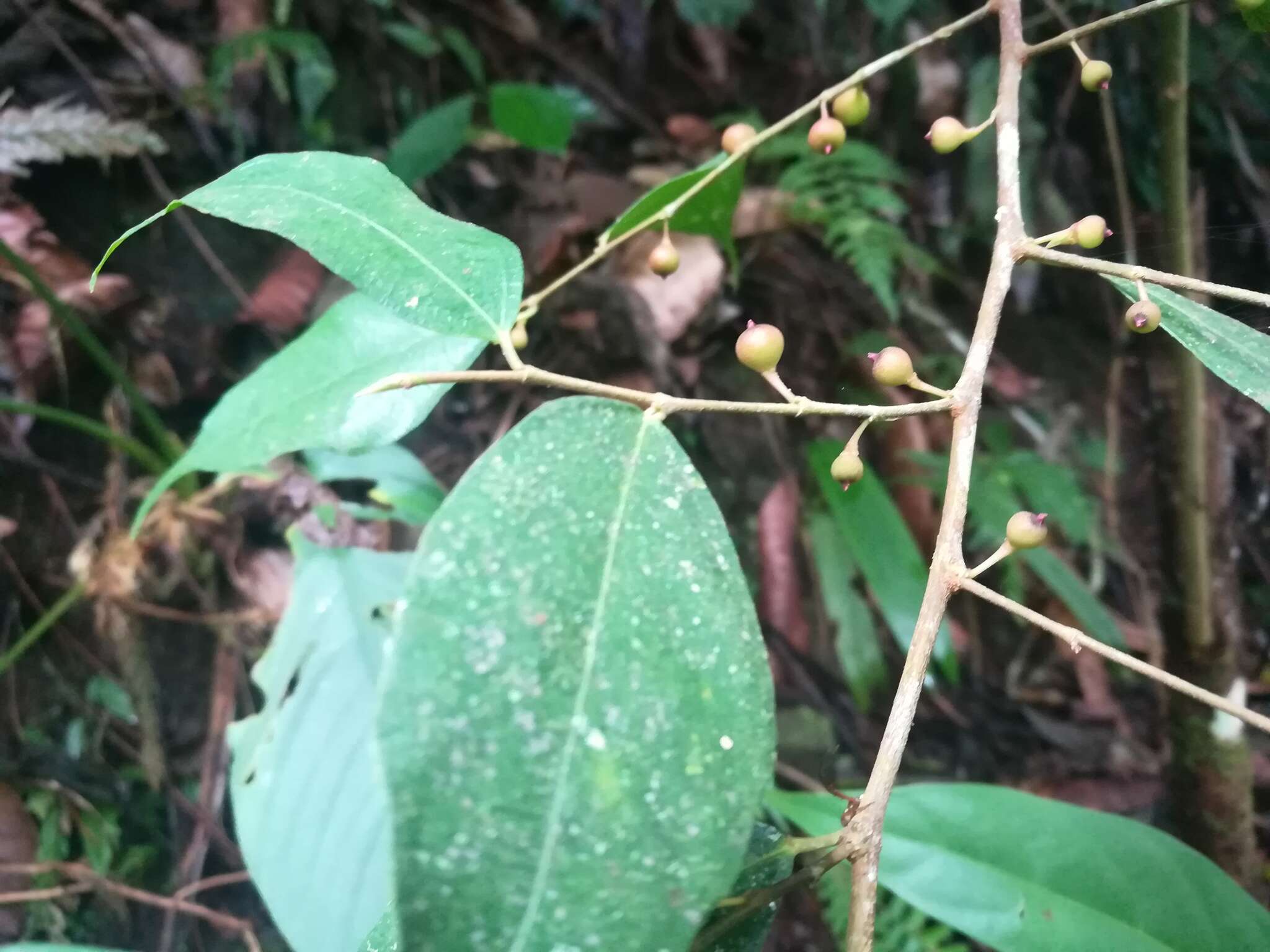 Image de Ficus heteropleura Bl.