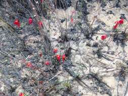 Image of Utricularia menziesii R. Br.