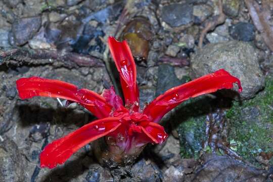 Image de Etlingera megalocheilos (Griff.) A. D. Poulsen