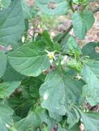 Image of Solanum nigrum subsp. nigrum